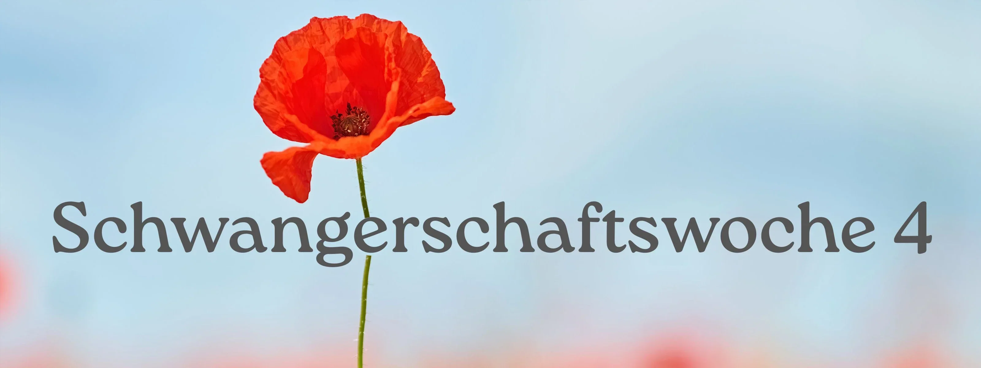 Schwangerschaftswoche 4 – ein besonderer Anfang