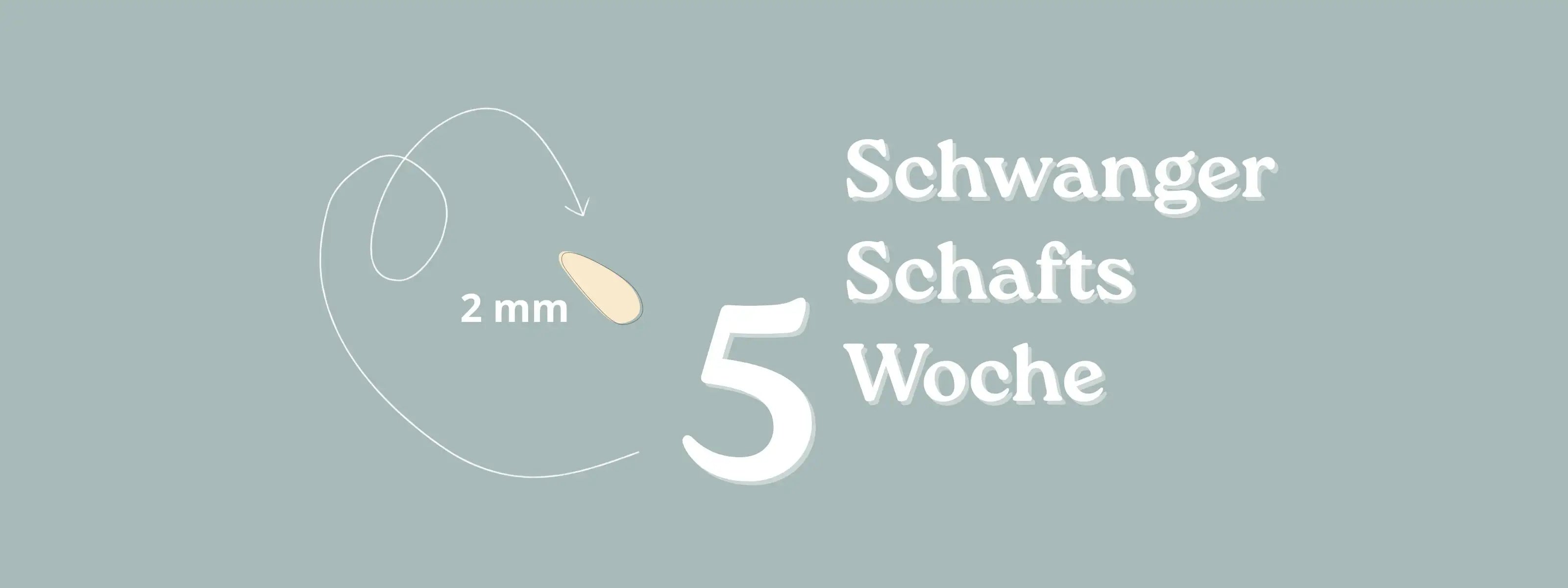 Schwangerschaftswoche 5: Das Herz beginnt zu schlagen-ULLENBOOM Baby